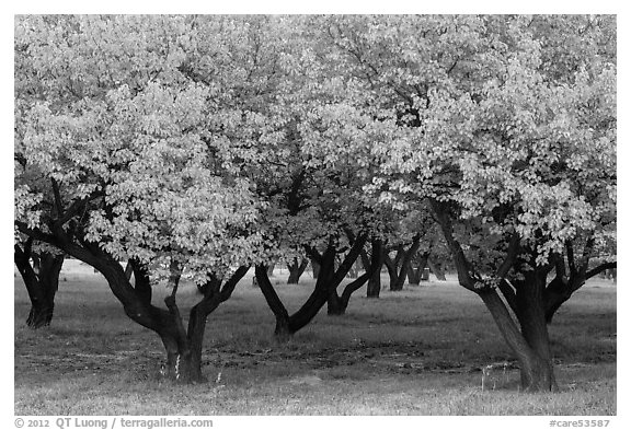 Fruit trees in Mulford Orchard. Capitol Reef National Park (black and white)