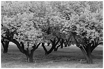 Fruit trees in Mulford Orchard. Capitol Reef National Park ( black and white)