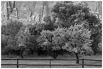 Fruit trees in historic orchard and red cliffs. Capitol Reef National Park ( black and white)