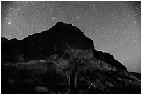 Trees and cliff by night. Capitol Reef National Park, Utah, USA. (black and white)