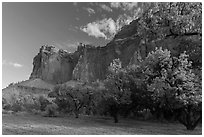 Historic orchard and cliffs, late summer. Capitol Reef National Park ( black and white)