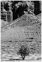 Tree and cliff near Panorama Point. Capitol Reef National Park ( black and white)