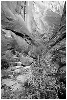 Leaves and patterned wall in Surprise canyon. Capitol Reef National Park, Utah, USA. (black and white)