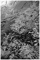 Maple in Surprise canyon. Capitol Reef National Park ( black and white)