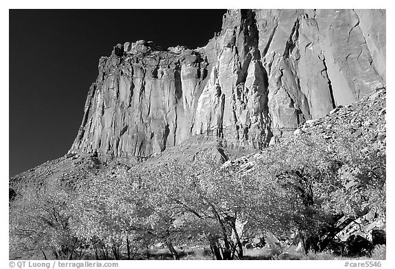 Cottonwods in fall colors and tall cliffs near Fruita. Capitol Reef National Park (black and white)