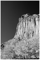 Cottonwods in fall foliage and tall cliffs near Fruita. Capitol Reef National Park ( black and white)