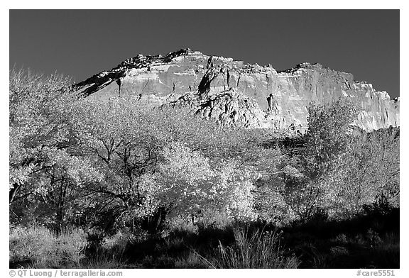 Trees in falls colors and cliffs, Fruita. Capitol Reef National Park (black and white)