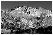 Trees in falls colors and cliffs, Fruita. Capitol Reef National Park ( black and white)