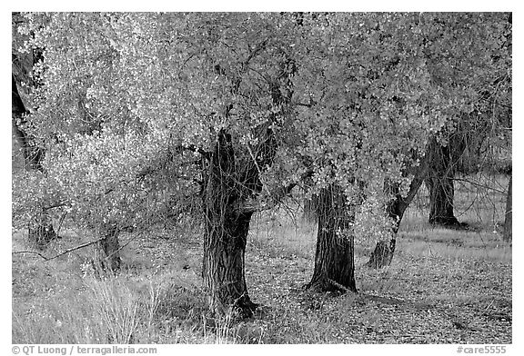 Orchard trees in fall foliage, Fuita. Capitol Reef National Park (black and white)