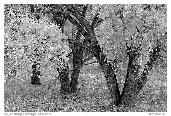 Orchard trees in fall colors, Fuita. Capitol Reef National Park (black and white)
