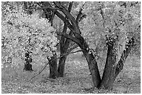 Orchard trees in fall colors, Fuita. Capitol Reef National Park ( black and white)