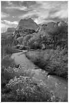 Fremont River, shrubs and trees in fall. Capitol Reef National Park ( black and white)