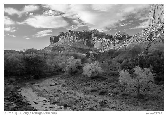Sulphur Creek, trees in fall foliage, and Castle, Fruita. Capitol Reef National Park (black and white)
