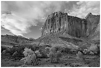 Cliffs towering above Fruita trees in autumn, sunset. Capitol Reef National Park ( black and white)