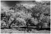 Fruita orchard and cliff in autumn. Capitol Reef National Park ( black and white)