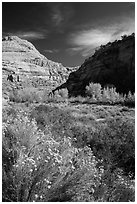Blooming sage and cottonwoods in autum colors, Fremont River Canyon. Capitol Reef National Park, Utah, USA. (black and white)