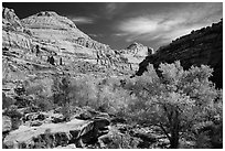 Autumn colors below Capitol Dome. Capitol Reef National Park ( black and white)