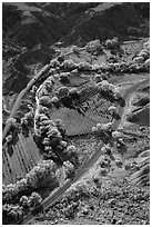 Fruita orchards in the fall, seen from above. Capitol Reef National Park ( black and white)