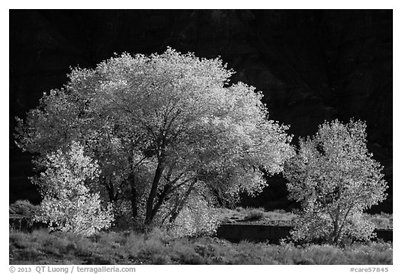 Cottonwood trees in autumn against cliffs. Capitol Reef National Park, Utah, USA.