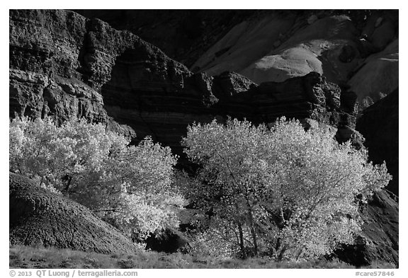 Cottonwood trees in autumn, Moenkopi Formation and Monitor Butte rocks. Capitol Reef National Park, Utah, USA.