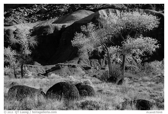 Basalt boulders, Cottonwoods in autumn, cliffs. Capitol Reef National Park (black and white)