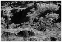 Basalt boulders, Cottonwoods in autumn, cliffs. Capitol Reef National Park ( black and white)