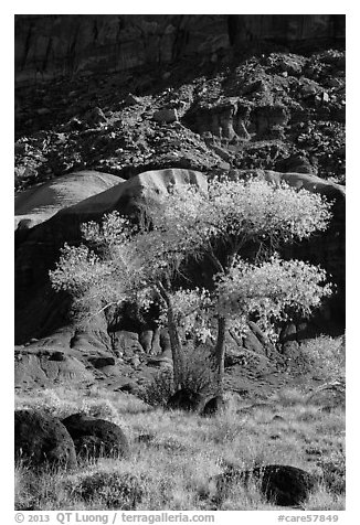 Basalt boulders, Cottonwoods in fall, cliff base. Capitol Reef National Park (black and white)