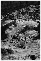 Basalt boulders, Cottonwoods in fall, cliff base. Capitol Reef National Park, Utah, USA. (black and white)