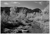 Pleasant Creek in autumn. Capitol Reef National Park ( black and white)