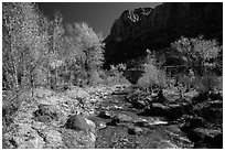 Pleasant Creek, cottowoods, and cliff in autumn. Capitol Reef National Park ( black and white)