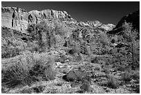 Cottonwoods and desert plants in autumn near Pleasant Creek. Capitol Reef National Park ( black and white)