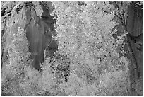 Trees in fall foliage against sandstone cliff. Capitol Reef National Park ( black and white)