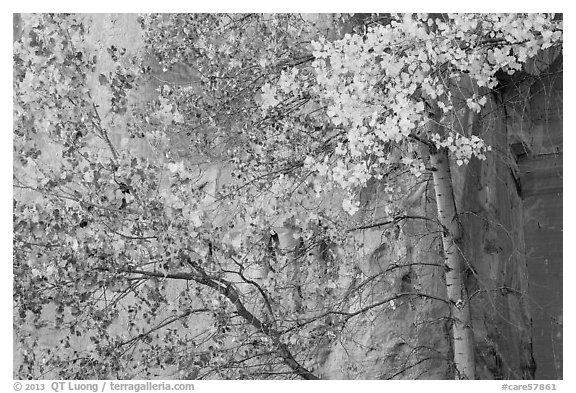 Aspen in fall foliage against red cliff. Capitol Reef National Park (black and white)
