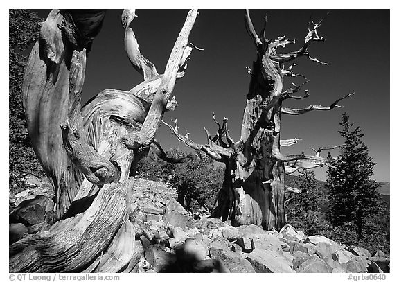 Bristlecone Pine trees, Wheeler Cirque, morning. Great Basin National Park (black and white)