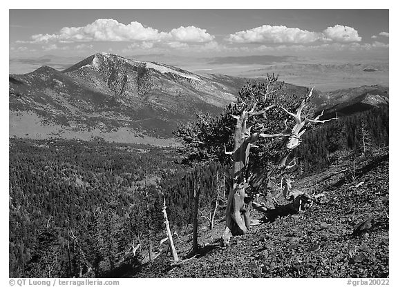 Bristlecone pine tree on slope overlooking desert, Mt Washington. Great Basin  National Park (black and white)