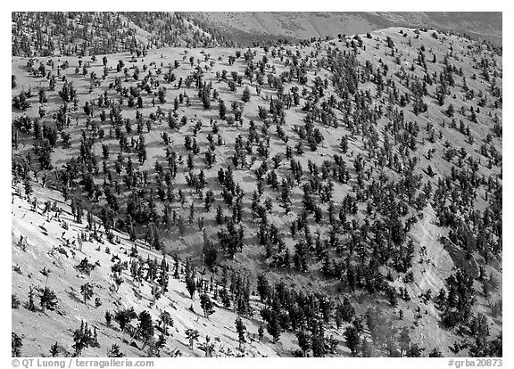 Grove of Bristlecone Pines on hillside near Mt Washington, morning. Great Basin  National Park (black and white)