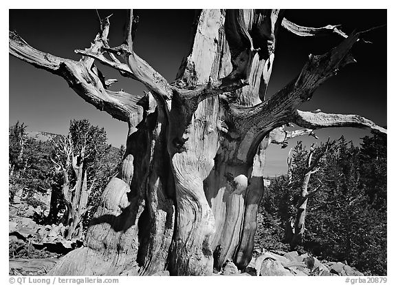 Bristelecone pine grove at the base of Wheeler Peak. Great Basin National Park (black and white)