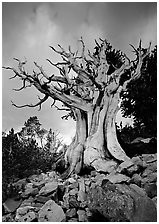 Ancient Bristlecone Pine, Wheeler Peak Basin, afternoon. Great Basin  National Park ( black and white)