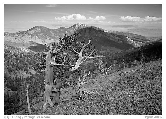 Bristelecone pines on Mt Washington, overlooking valley and distant ranges. Great Basin National Park, Nevada, USA.
