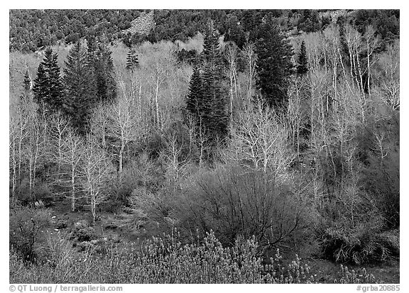 Bare trees, new leaves, and conifers. Great Basin National Park (black and white)