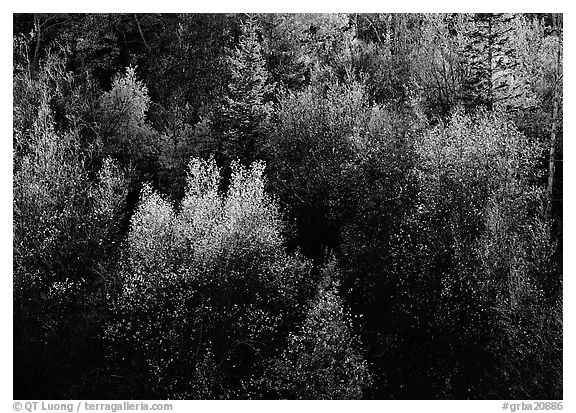Autumn colors, Windy Canyon, late afternoon. Great Basin National Park (black and white)