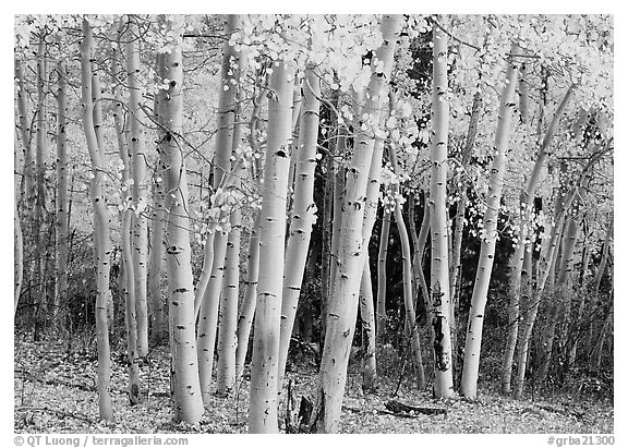 Aspens, Windy Canyon, autumn. Great Basin  National Park (black and white)