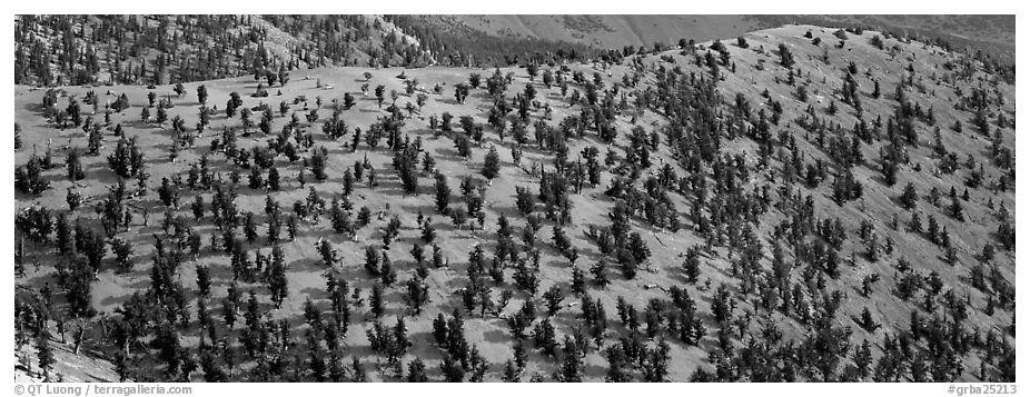 Hillside with Bristlecone pine forest. Great Basin  National Park (black and white)