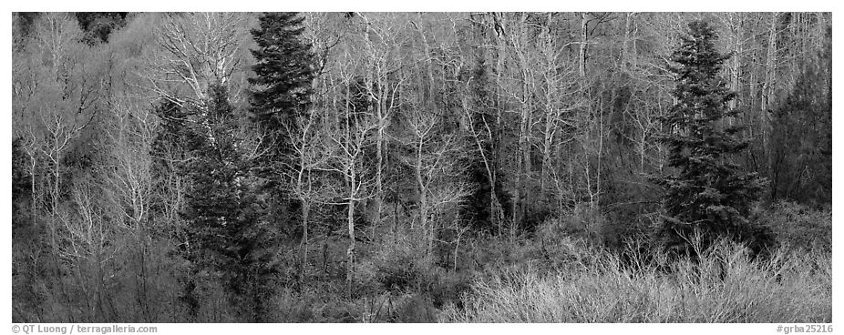 Spring mosaic of trees. Great Basin  National Park (black and white)