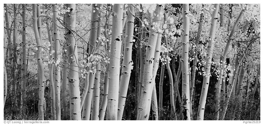 Autumn aspens, Windy Canyon, Snake Creek. Great Basin National Park (black and white)