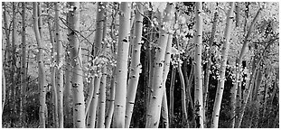 Autumn aspens, Windy Canyon, Snake Creek. Great Basin National Park (Panoramic black and white)
