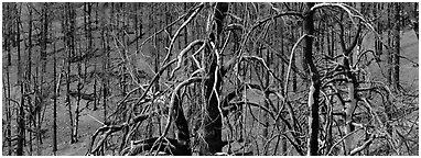 Burned trees landscape. Great Basin National Park (Panoramic black and white)