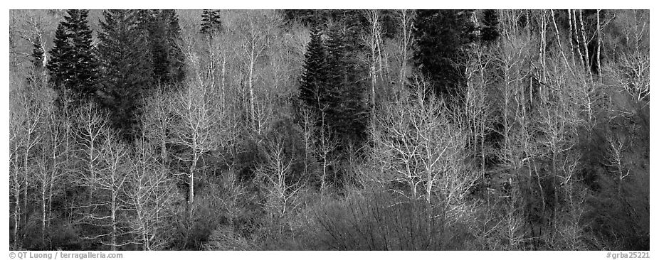 Bare trees in early spring. Great Basin  National Park (black and white)