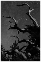 Twisted branches of bristlecone pine and stars. Great Basin National Park, Nevada, USA. (black and white)
