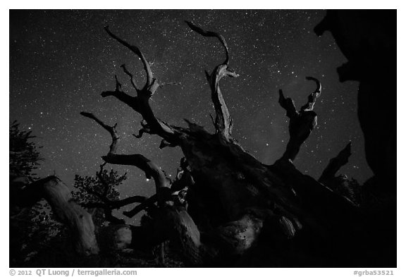 Twisted bristlecone pine and stars by night. Great Basin National Park (black and white)